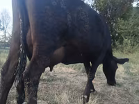 Cow, Red Polled Cow — photo 1