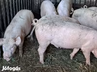 公猪, Pigs — 照片 4
