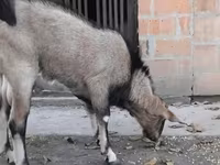 Ziegenbock, Nubian Goat — Foto 1