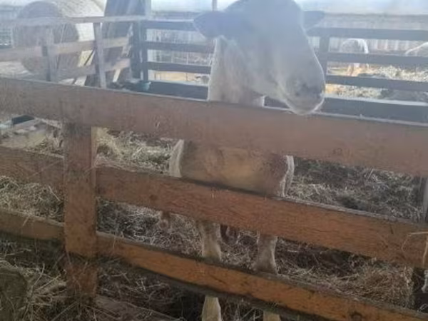 Kos, White Suffolk sheep — Magyarország