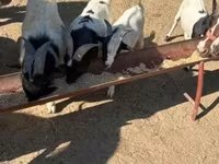 母山羊, Dutch Landrace goats — 照片 3