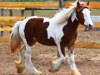 घोड़ी, Gypsy horse — फ़ोटो 1