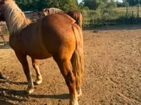 Бие, Hungarian horse breed — 4-сурет