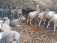 Juh, Ile-de-France sheep — 5. fotó