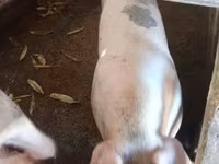 母猪, Pigs — 照片 2