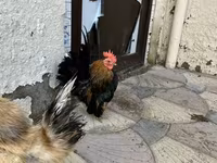 Chickens — 照片 3