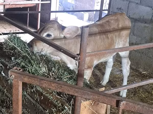 Krowa, Swiss cattle