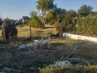 Sheep, Sheep — photo 6