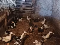 Ducks — 照片 1