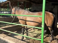 Jument, Kazakh horse — photo 3