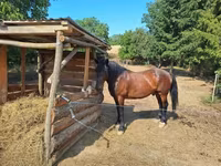 Horse (M), Horses — photo 2