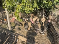 Қола — 1-сурет