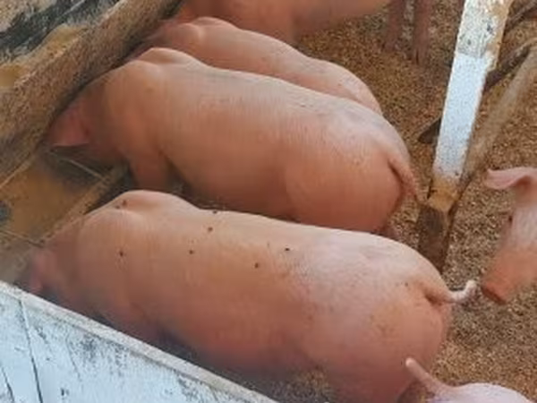Schweine (Partie, Geschlecht nicht angegeben), Крупная белая