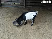 Bak, Nigerian dwarf goats — 4. fotó