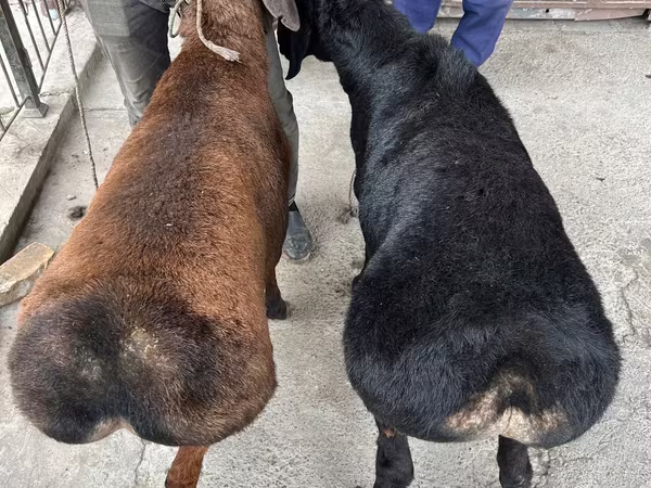 Sheep (batch, sex not specified), Sheep