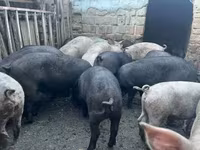 Boar, Pigs — photo 1