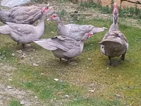 Ducks — الصورة 2