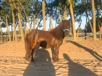 Yegua, Caballos — foto 2