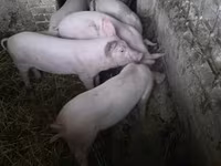 Pigs (batch, sex not specified), Крупная белая — photo 6