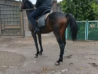 حصان, Thoroughbred horse — الصورة 2