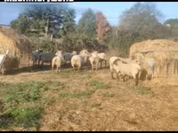 Qoyun, Vendee sheep — foto 1