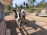 Krowa, Simmental cattle — zdjęcie 3