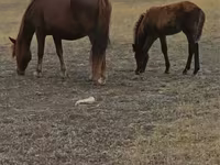 Kanca, Horse breed — 5. fotó