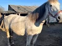 Cheval, Nonius horse — photo 3