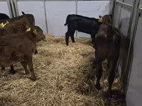 Tehén, Simmental cattle — 5. fotó