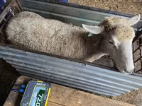 Ovelha, Kuibyshev sheep — foto 2