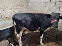 सांड, Russian Black pied cattle — फ़ोटो 3