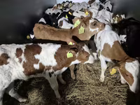 ثور, Simmental cattle — الصورة 1