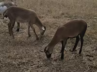 母羊, Cameroon sheep — 照片 1