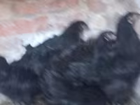Australorp — Foto 1