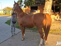 Hengst, Kisber felver — Foto 2