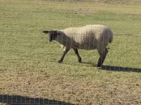 公羊, White Suffolk sheep — 照片 1