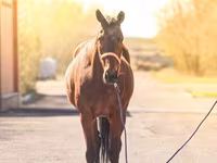 Klisna, Thoroughbred horse — foto 2
