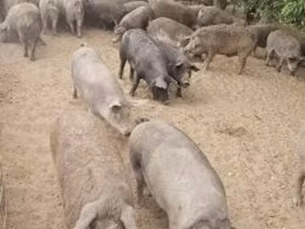 Schweine (Partie, Geschlecht nicht angegeben), Schweine