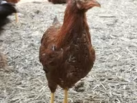 Chickens — foto 1