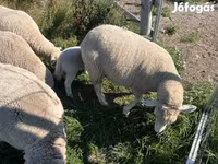 كبش, الأغنام — الصورة 4