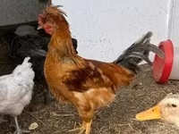 Chickens — Foto 4