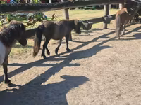 母马, Shetland Pony — 照片 4
