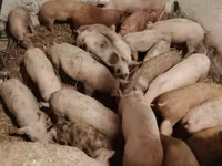 Pigs (batch, sex not specified), Дюрок — photo 1