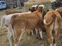 Skot (série, pohlaví neuvedeno), Simmental cattle — foto 7