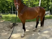 Kanca, Dutch warmblood horse — 7. fotó