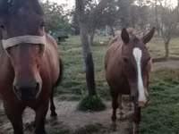 Mare, Horses — photo 5