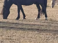 Hing, New Altai Horse — 2. fotó
