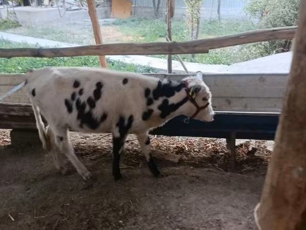 Bovinos (lote, sexo não especificado), Russian Black pied cattle