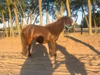 Yegua, Caballos — foto 1