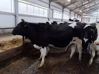 Tehén, Holstein fajta — 2. fotó